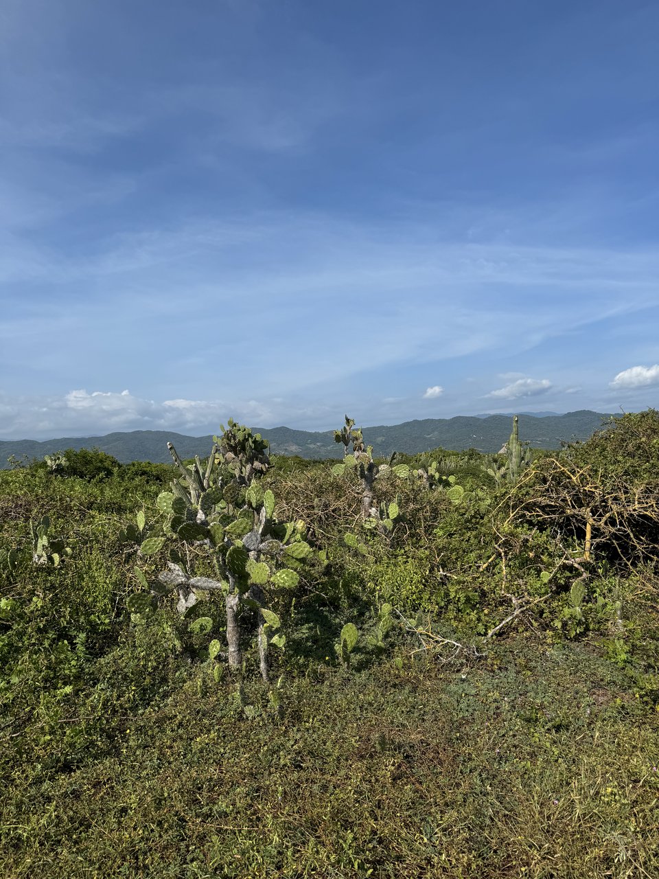 Beach and jungle at golden hour